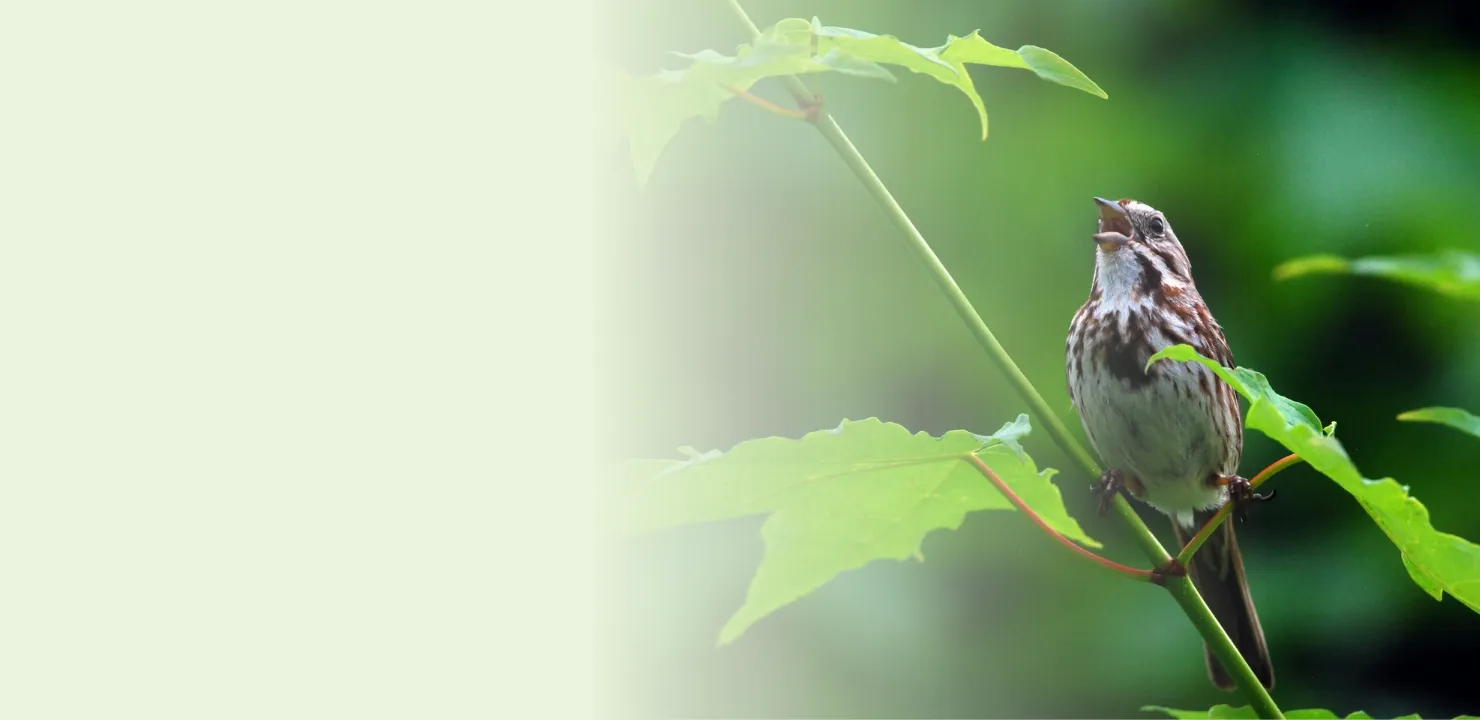 Small bird on a branch with beak open